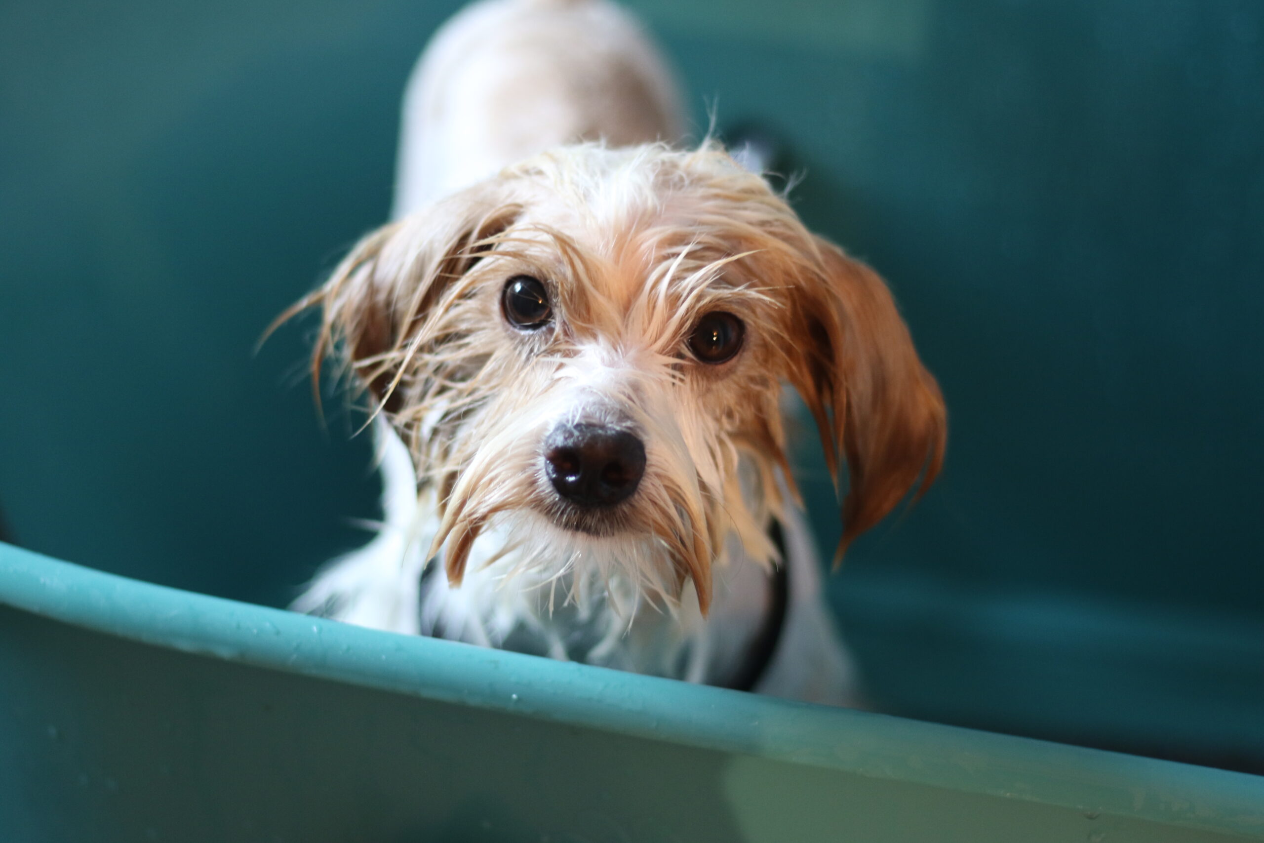 Kłaczek SPA – galeria